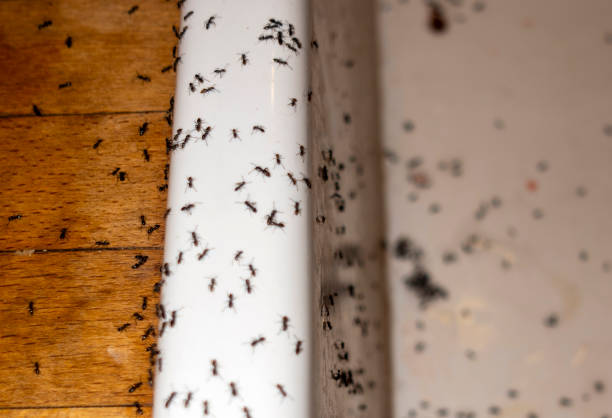 Best Termite Control Services  in Hayward, WI